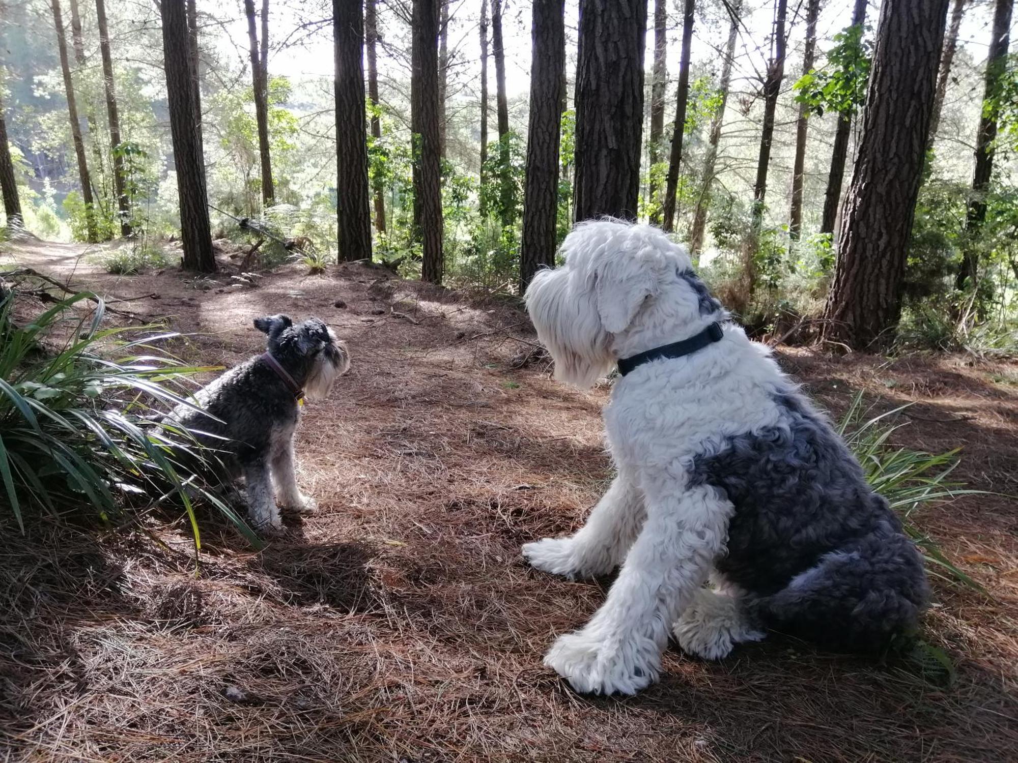 Beech Hill - Pet Friendly Holiday Home Tasman Exteriér fotografie